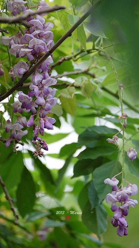 台北 植物園 栗小鷺