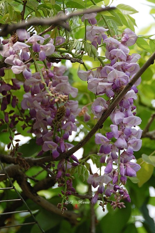 台北 植物園 栗小鷺