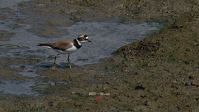 宜蘭空中撈魚區拍鳥