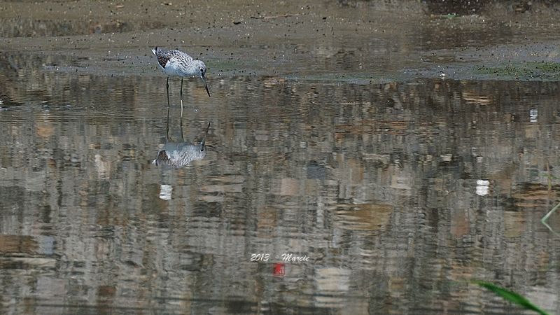 宜蘭空中撈魚區拍鳥
