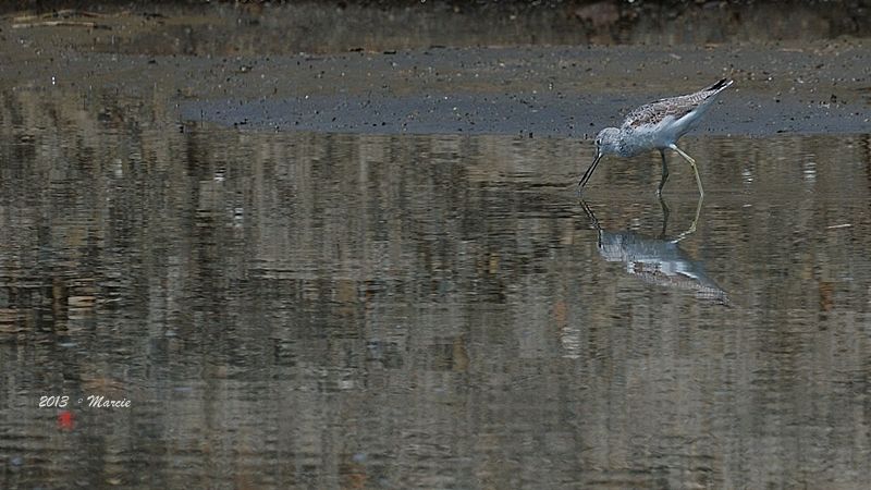 宜蘭空中撈魚區拍鳥
