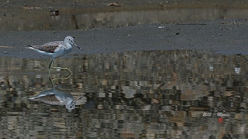 宜蘭空中撈魚區拍鳥