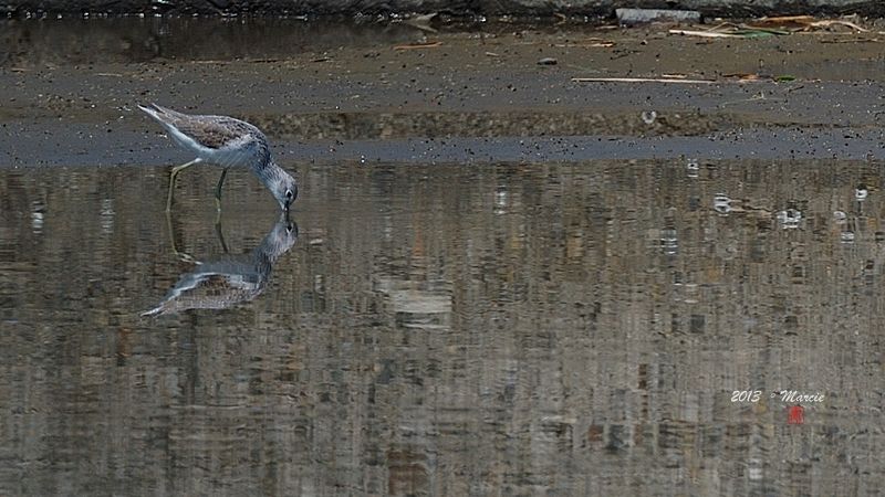 宜蘭空中撈魚區拍鳥