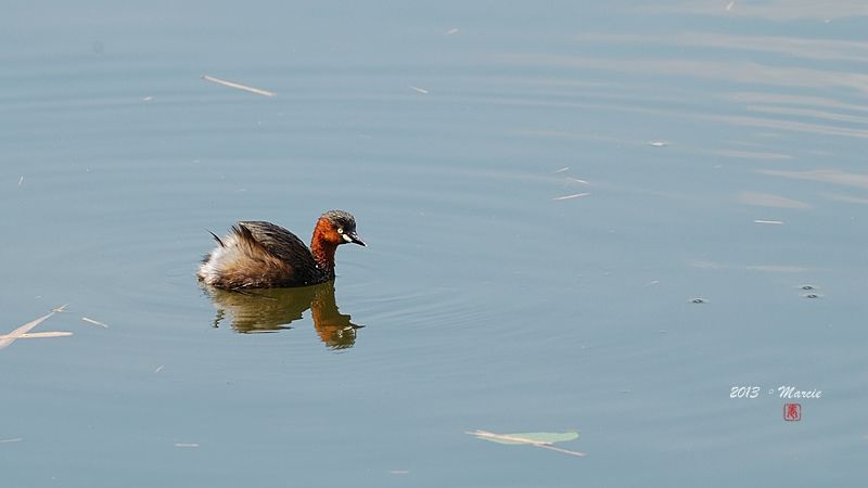宜蘭空中撈魚區拍鳥
