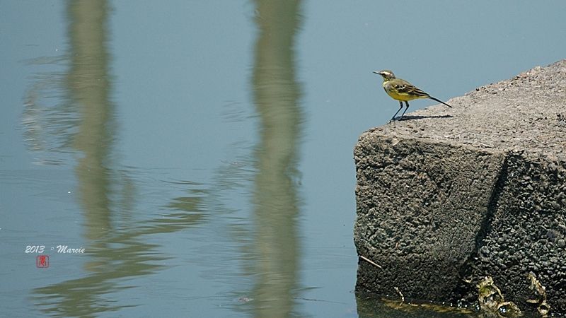 宜蘭空中撈魚區拍鳥