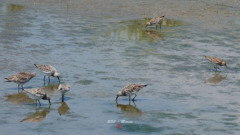 宜蘭空中撈魚區拍鳥