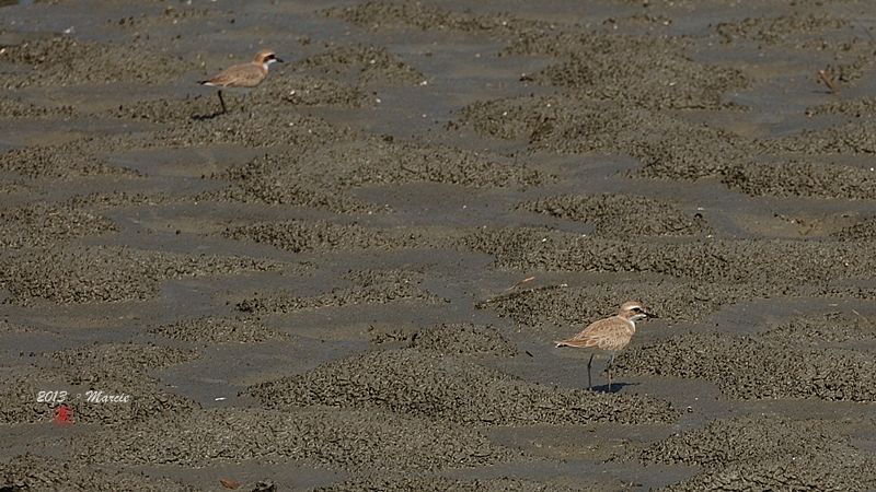 宜蘭空中撈魚區拍鳥