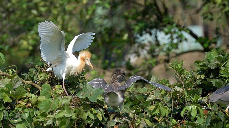 宜蘭空中撈魚區拍鳥