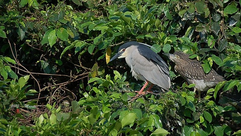 宜蘭空中撈魚區拍鳥