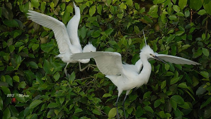 宜蘭空中撈魚區拍鳥