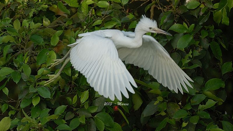 宜蘭空中撈魚區拍鳥