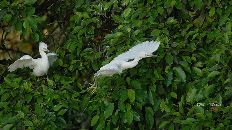宜蘭空中撈魚區拍鳥