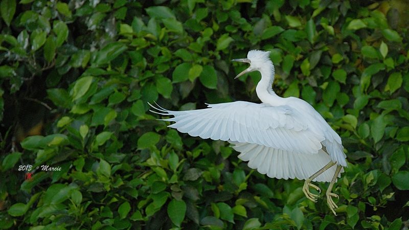 宜蘭空中撈魚區拍鳥