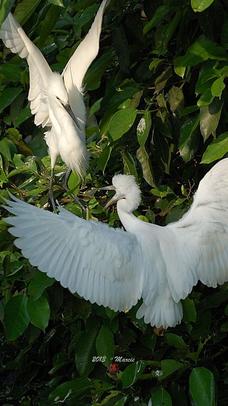 宜蘭空中撈魚區拍鳥
