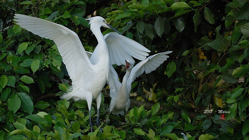 宜蘭空中撈魚區拍鳥