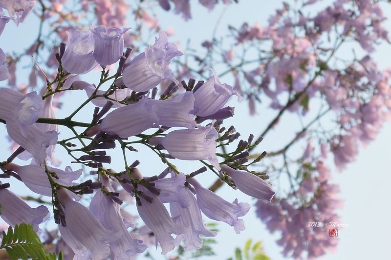 台北藍花楹(mimosifolia)