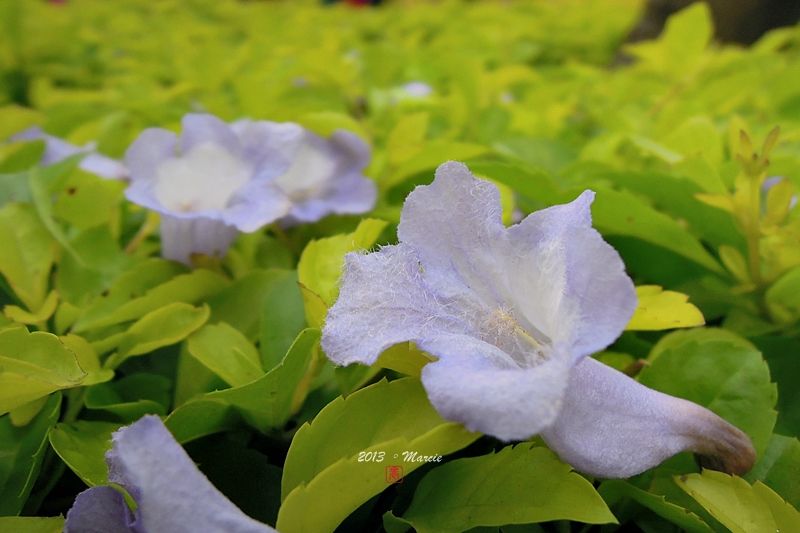 台北藍花楹(mimosifolia)