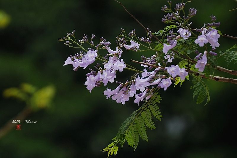 台北藍花楹(mimosifolia)