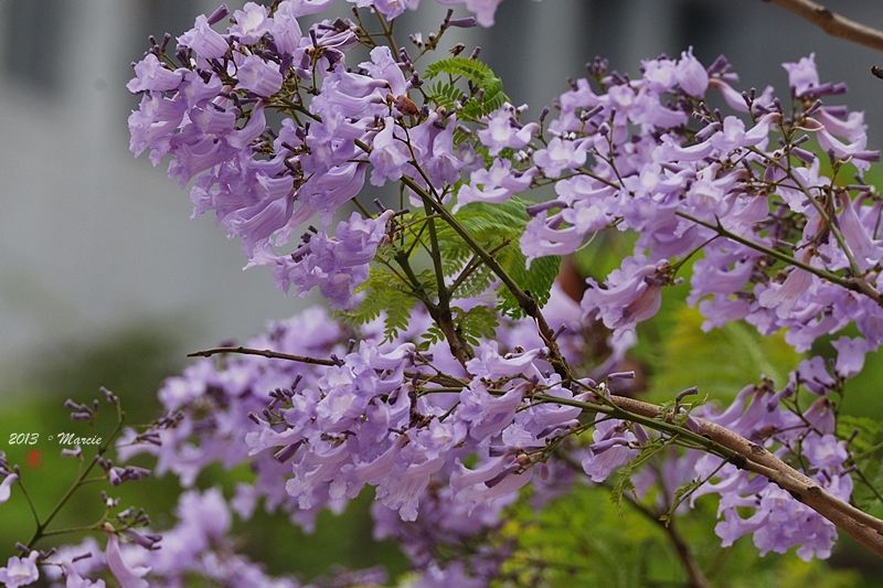 台北藍花楹(mimosifolia)