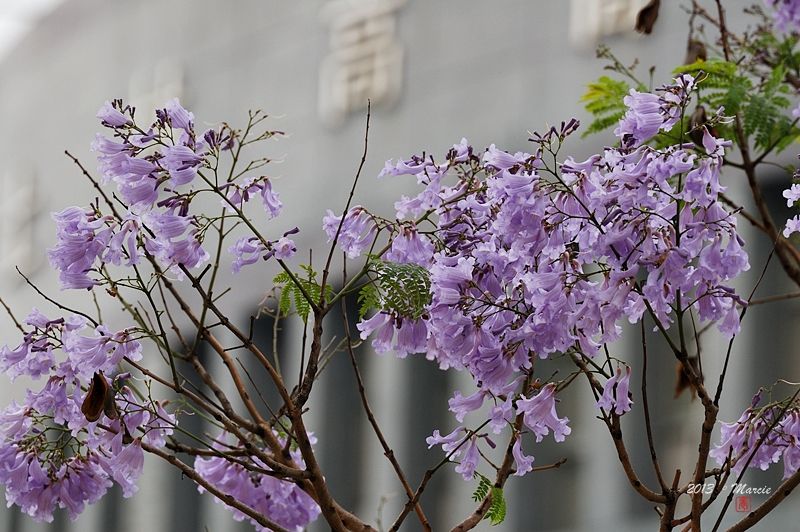 台北藍花楹(mimosifolia)