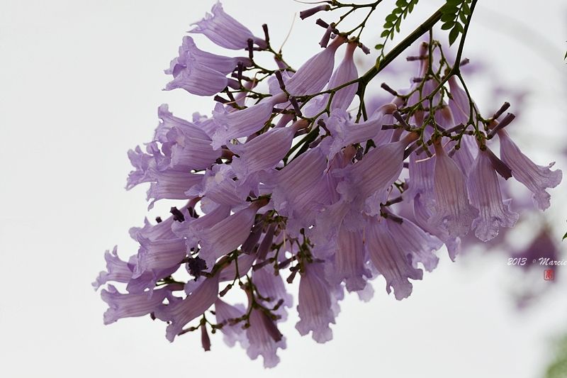台北藍花楹(mimosifolia)