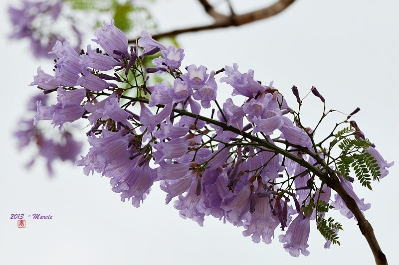 台北藍花楹(mimosifolia)