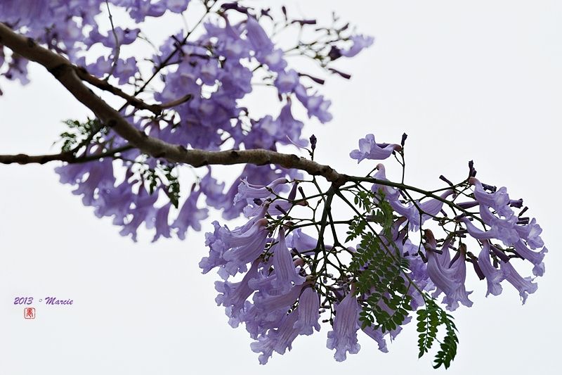 台北藍花楹(mimosifolia)