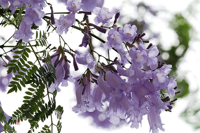 台北藍花楹(mimosifolia)