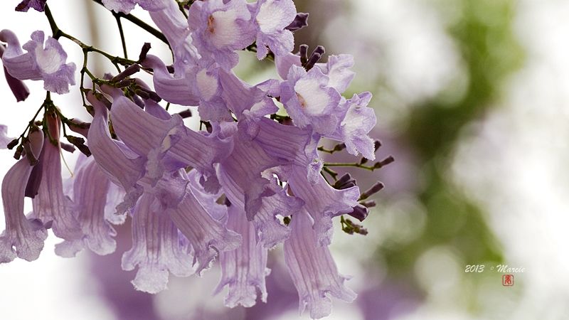 台北藍花楹(mimosifolia)