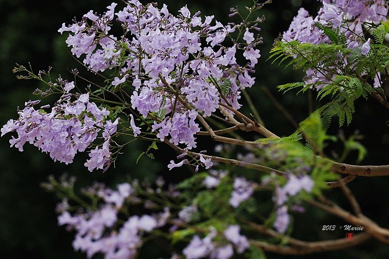 台北藍花楹(mimosifolia)