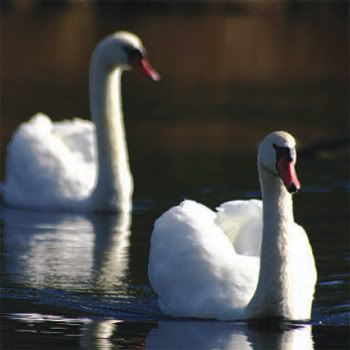 pair of swans Pictures, Images and Photos