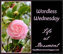 Wordless Wednesday at Life at Rossmont Wordless Wednesday at Life at Rossmont