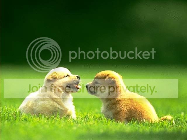 DOG_0076.jpg
