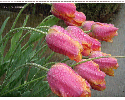 Rain14.gif Rain with flowers. image by tik_wangrug